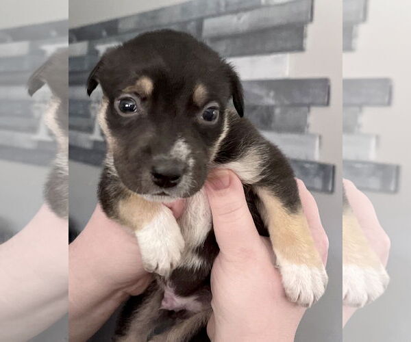 Medium Photo #14 American Staffordshire Terrier-Siberian Husky Mix Puppy For Sale in Corona, CA, USA