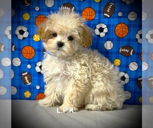 Maltipoo Puppy for sale in WINNSBORO, LA, USA
