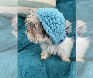 Morkie-Yorkshire Terrier Mix Puppy for sale in FRIENDSWOOD, TX, USA