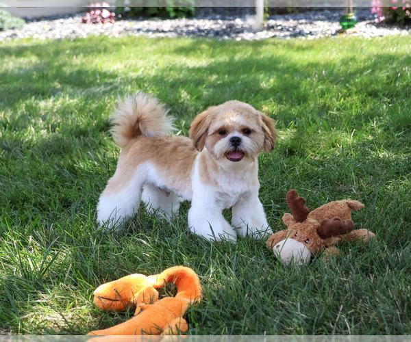 Medium Photo #7 Shih Tzu Puppy For Sale in SYRACUSE, IN, USA