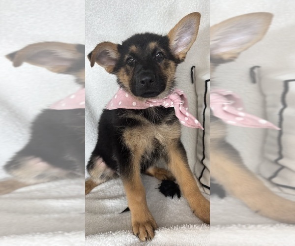 Medium Photo #3 German Shepherd Dog Puppy For Sale in GREENFIELD, IN, USA