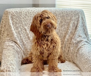 Father of the Australian Labradoodle puppies born on 04/12/2025