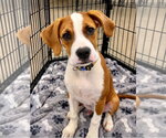 Small Photo #5 Boxer-Unknown Mix Puppy For Sale in Aurora, IN, USA