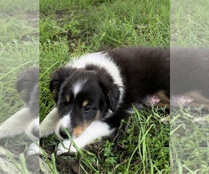 Shetland Sheepdog Puppy for sale in WAUSEON, OH, USA