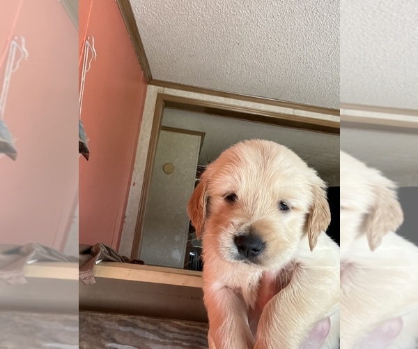 Medium Photo #6 Golden Retriever Puppy For Sale in TUCKERMAN, AR, USA