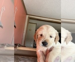 Small Photo #6 Golden Retriever Puppy For Sale in TUCKERMAN, AR, USA