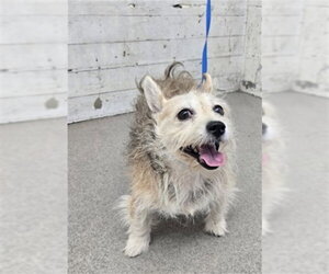 Mutt Dogs for adoption in San Bernardino, CA, USA