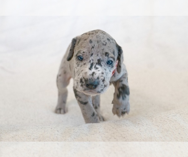 Medium Photo #4 Great Dane Puppy For Sale in KANAB, UT, USA
