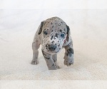Small Photo #4 Great Dane Puppy For Sale in KANAB, UT, USA