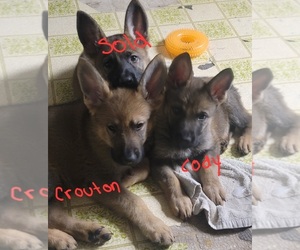 German Shepherd Dog Puppy for Sale in CERES, California USA