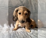 Small #4 Dachshund