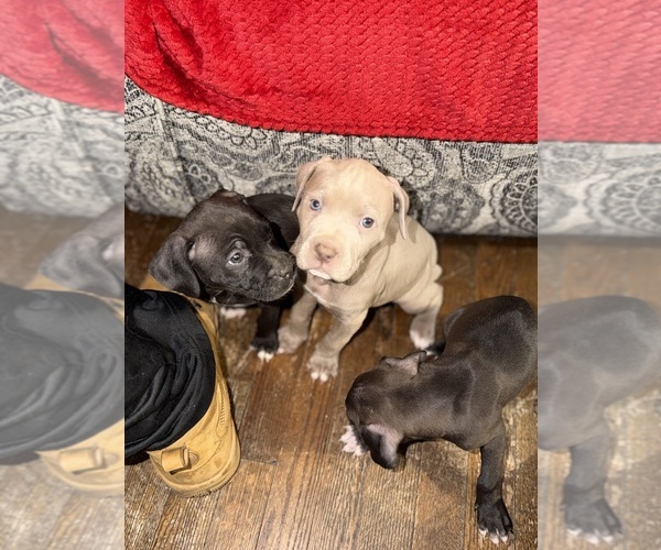 Medium Photo #5 American Pit Bull Terrier Puppy For Sale in DETROIT, MI, USA