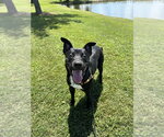 Small #1 Border Collie Mix