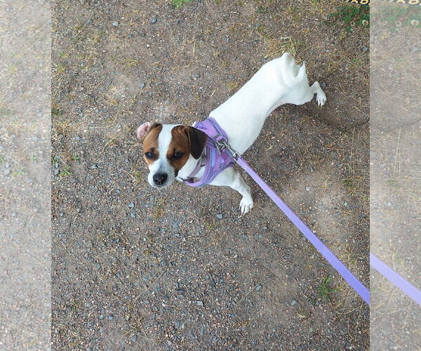 Medium Photo #2 Italian Greyhound-Jack Russell Terrier Mix Puppy For Sale in Arlington, WA, USA