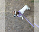 Small Photo #2 Italian Greyhound-Jack Russell Terrier Mix Puppy For Sale in Arlington, WA, USA