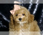 Small #3 Poodle (Miniature)