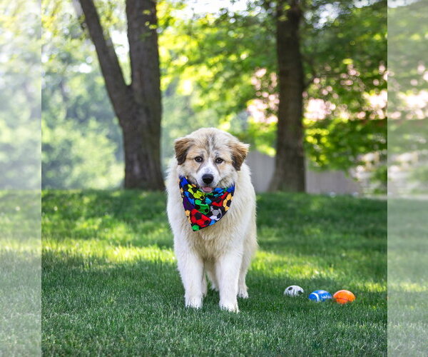 Medium Photo #1 Great Pyrenees-Unknown Mix Puppy For Sale in Unionville, PA, USA