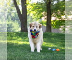 Small Great Pyrenees Mix