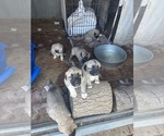 Small #6 Kangal Dog