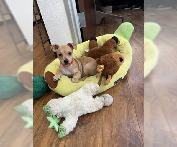 Medium Photo #2 Mutt Puppy For Sale in Pleasanton, CA, USA