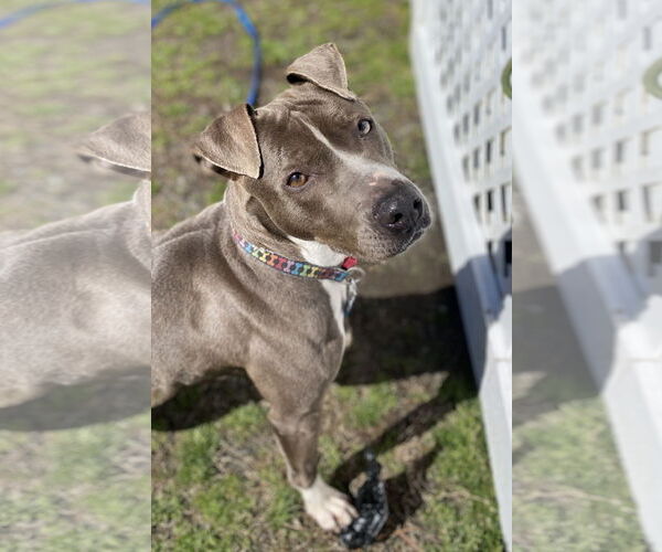 Medium Photo #10 American Pit Bull Terrier-Unknown Mix Puppy For Sale in Virginia Beach, VA, USA