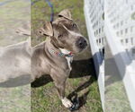 Small #9 American Pit Bull Terrier Mix