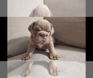 Bulldog Puppy for sale in BAKERSFIELD, CA, USA