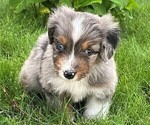 Puppy Izzy Aussiedoodle Miniature 