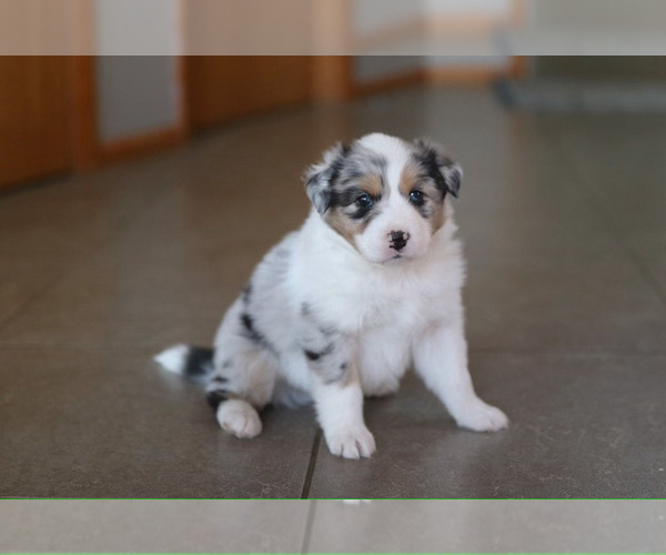 Medium Photo #3 Australian Shepherd Puppy For Sale in UNION, MO, USA