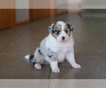 Small Photo #3 Australian Shepherd Puppy For Sale in UNION, MO, USA