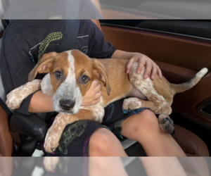 Black Mouth Cur-Unknown Mix Dogs for adoption in McKinney, TX, USA