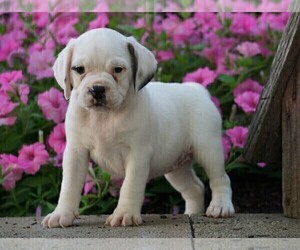 English Bulldog-Puggle Mix Puppy for sale in FREDERICKSBG, OH, USA