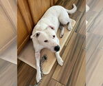 Small #3 American Pit Bull Terrier Mix
