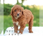 Small #3 Goldendoodle (Miniature)