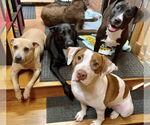 Small #11 American Pit Bull Terrier Mix