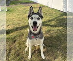Small #5 Siberian Husky