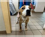 Small Bullboxer Pit