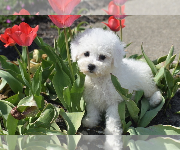Medium Photo #1 Bichon Frise Puppy For Sale in ELDORADO, OH, USA