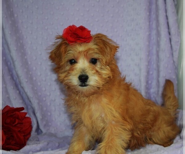 Medium Photo #4 Morkie Puppy For Sale in BARNESVILLE, KS, USA