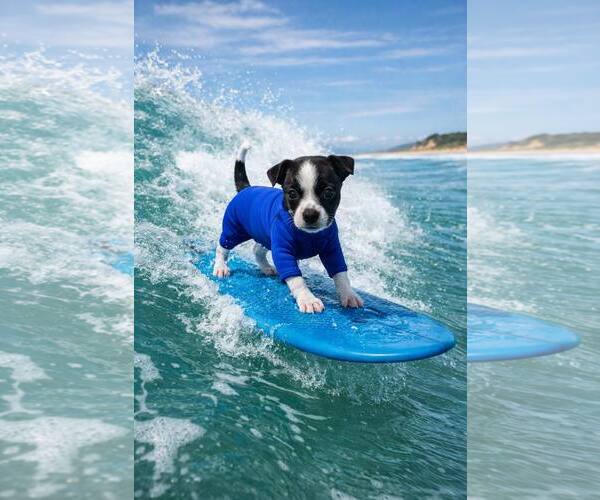 Medium Photo #3 Chihuahua-Unknown Mix Puppy For Sale in Corona, CA, USA