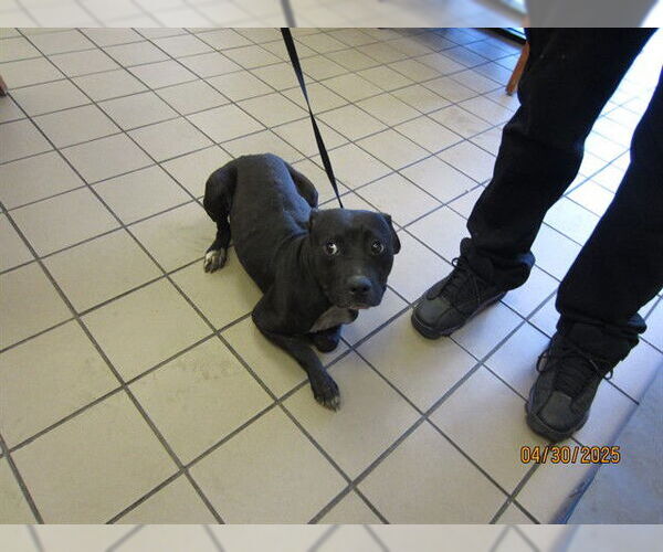 Medium Photo #1 Staffordshire Bull Terrier Puppy For Sale in Ocala, FL, USA