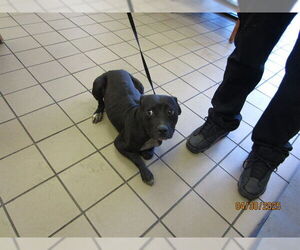 Staffordshire Bull Terrier Dogs for adoption in Ocala, FL, USA