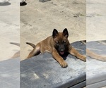 Small #4 Malinois