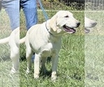 Small Photo #1 Labrador Retriever Puppy For Sale in NEOLA, WV, USA