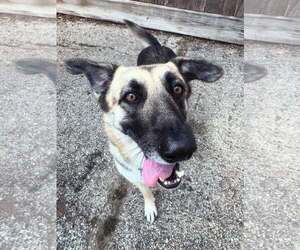 Mutt Dogs for adoption in Houston, TX, USA