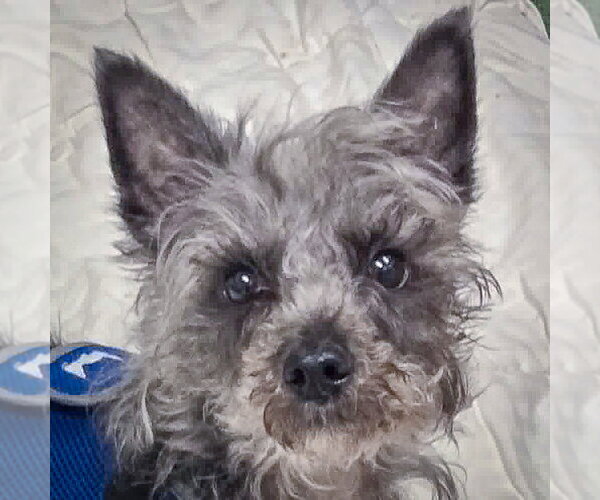 Medium Photo #4 Mutt Puppy For Sale in Huntley, IL, USA