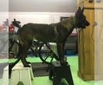 Small Photo #3 Malinois Puppy For Sale in SHELTON, WA, USA