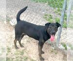 Small #1 Labrador Retriever Mix