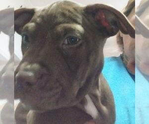 Mutt Dogs for adoption in Mooresville, NC, USA