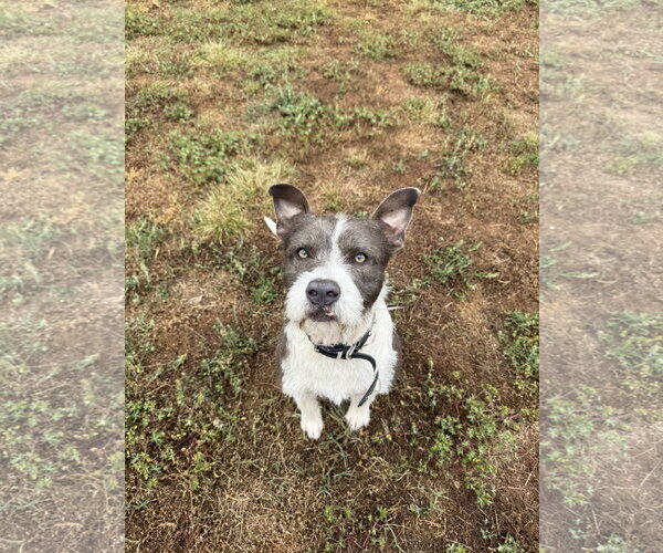 Medium Photo #1 Mutt Puppy For Sale in Woodbury, NY, USA